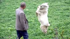 Dê thích nhảy múa