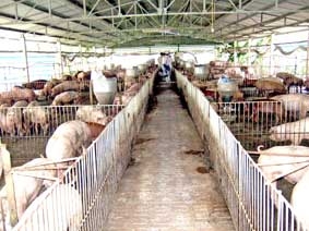 Phát triển chăn nuôi heo công nghiệp