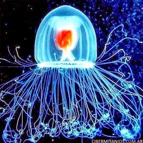 Phát hiện loài động vật bất tử