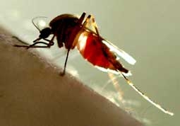 Muỗi tiêm vắc-xin sốt rét