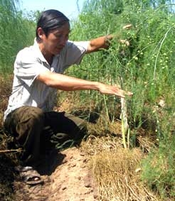 Trồng măng tây thu nhập cao