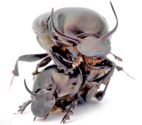 Côn trùng mạnh nhất thế giới