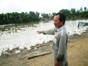 Hiệu quả mô hình nuôi vịt an toàn sinh học