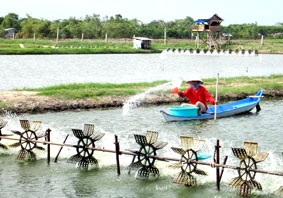 Thách thức trước mùa tôm mới