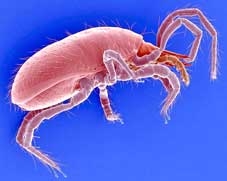 10 loài trên cạn mạnh nhất