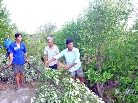 Dùng lá mắm nuôi tôm ?