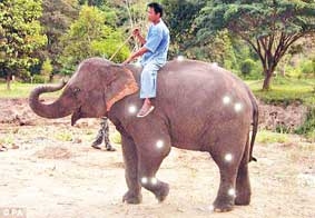 Voi đi như xe bốn bánh