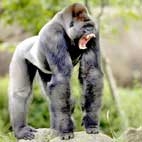 10 loài trên cạn mạnh nhất