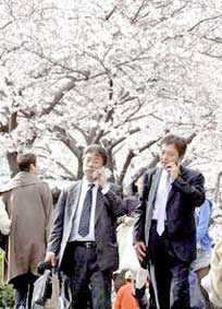 Nhạc chuông 
“chữa dị ứng phấn hoa”