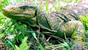 Thằn lằn to như người ở Philippines