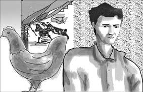 Con gà mái lông hoa