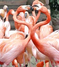 Chim không phải là loài chung tình