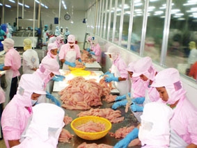 Nghịch lý cho cá tra và cá ba sa Việt Nam