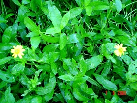 Trị mụn nhọt theo y học cổ truyền