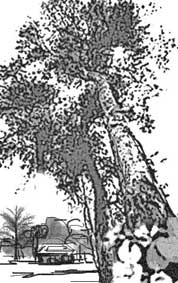 Ngày về căn cứ cũ