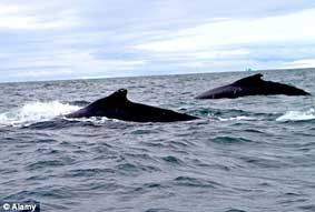 Phân cá voi có thể chống biến đổi khí hậu