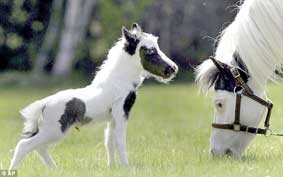 Ngựa con nhỏ nhất thế giới