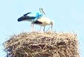 Cò xanh hút du khách