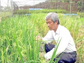 Vụ lúa hè thu còn nhiều mối lo