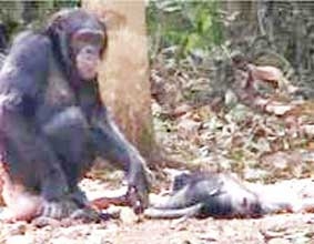 Tinh tinh 
cũng đau buồn trước 
cái chết