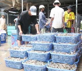 Triển vọng cho ngành tôm Sóc Trăng