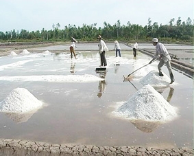 Nghề muối còn bấp bênh