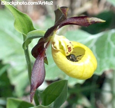 Vì sao hoa được bảo vệ nghiêm ngặt?