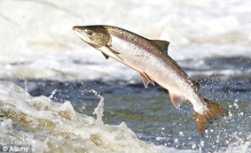 Cá biển sẽ trở thành món ăn xa xỉ