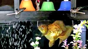 Con cá có năng khiếu âm nhạc