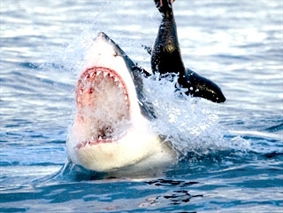 Cá mập thường tấn công khi trăng non