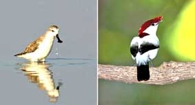 Tại sao tính đa dạng sinh học lại quan trọng ?