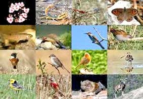 Suy giảm đa dạng sinh học tác động xấu đến đời sống nhân loại