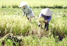 Tín hiệu vui cho nông dân?