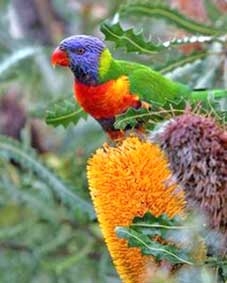 Vẹt đồng loạt “xỉn”