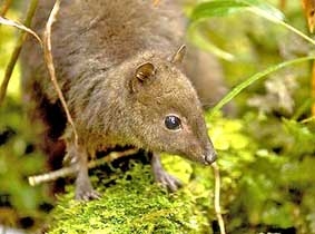 Hệ động thực vật Indonesia 
rất đa dạng