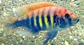 Ô nhiễm tiếng ồn đe dọa các loài cá