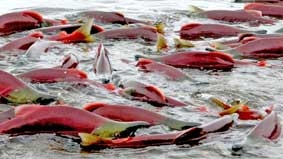 Nhiều nước phớt lờ Công ước về đa dạng sinh học