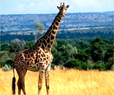 Hươu cao cổ có thể bơi lội!