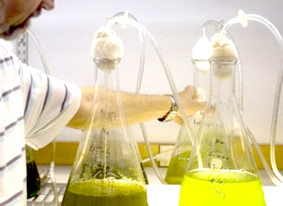 Máy bay vận hành bằng nhiên liệu từ tảo