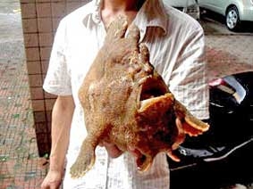 Cá có chi giống người