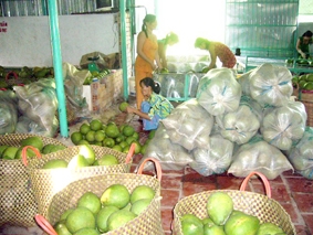 Cứu lấy thương hiệu bưởi Năm Roi