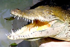 10 điều kỳ thú về động vật