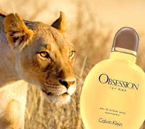 Sư tử khoái mùi nước hoa CK