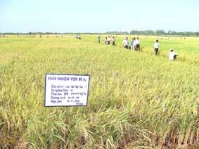 TP Cần Thơ sản xuất lúa hàng hóa theo hướng nào ?