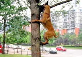 Chó cũng biết trèo cây