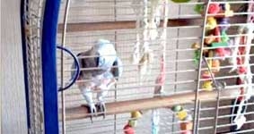 Vẹt mê đội tuyển Anh