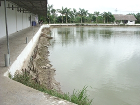 Cá tra đã hết thời vàng son?