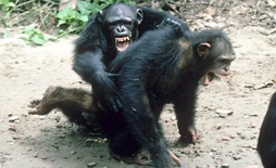 Tinh tinh giết hại nhau 
để giành lãnh thổ