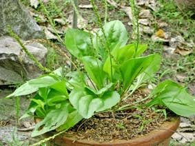 Trị sỏi mật bằng y học cổ truyền