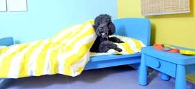 Khách sạn thú cưng “5 sao”